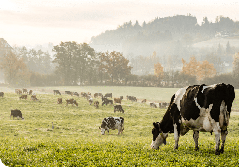 Vache Lactalis