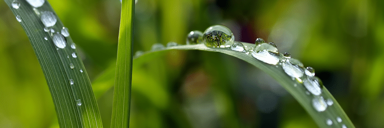 Eau plante